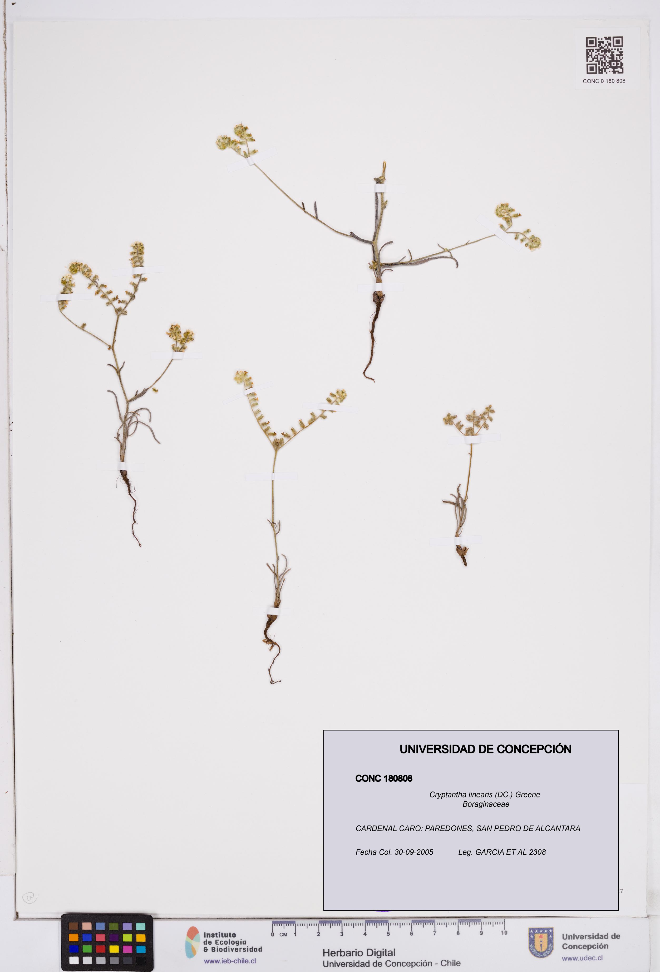 Cryptantha linearis [Espécimen: ]