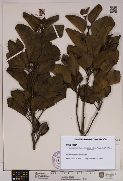 Lomatia hirsuta [Espécimen: UDEC:CONC:0180827]