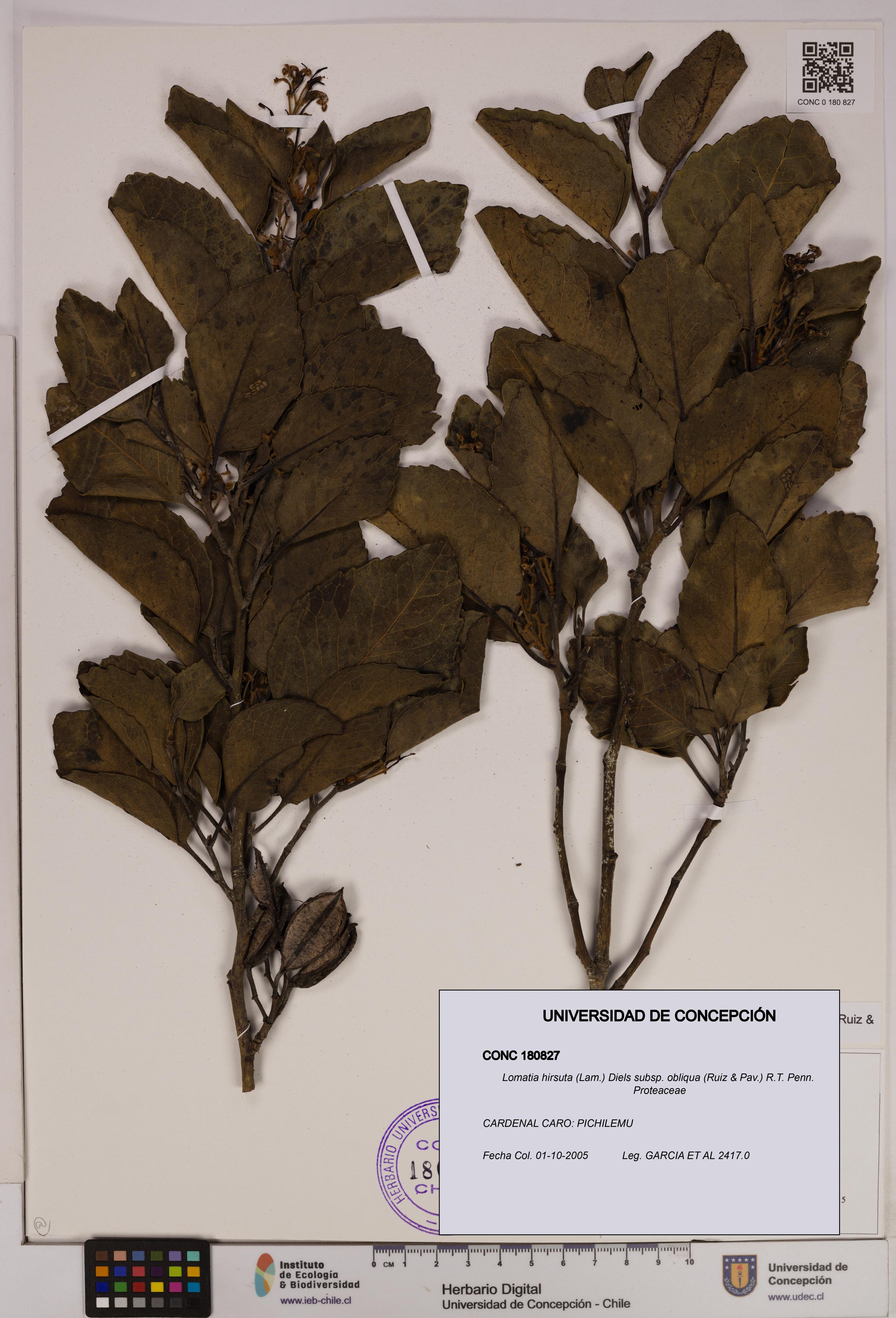 Lomatia hirsuta [Espécimen: UDEC:CONC:0180827]