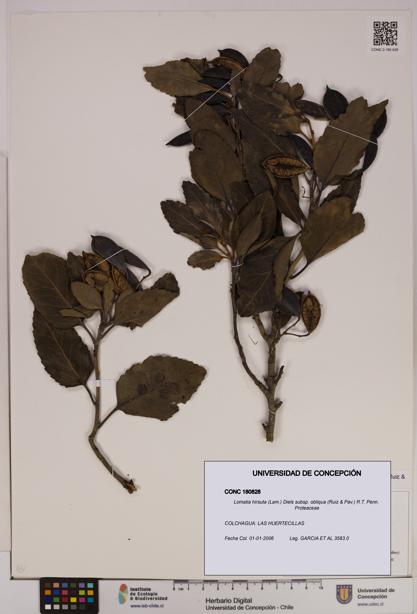 Lomatia hirsuta [Espécimen: UDEC:CONC:0180828]