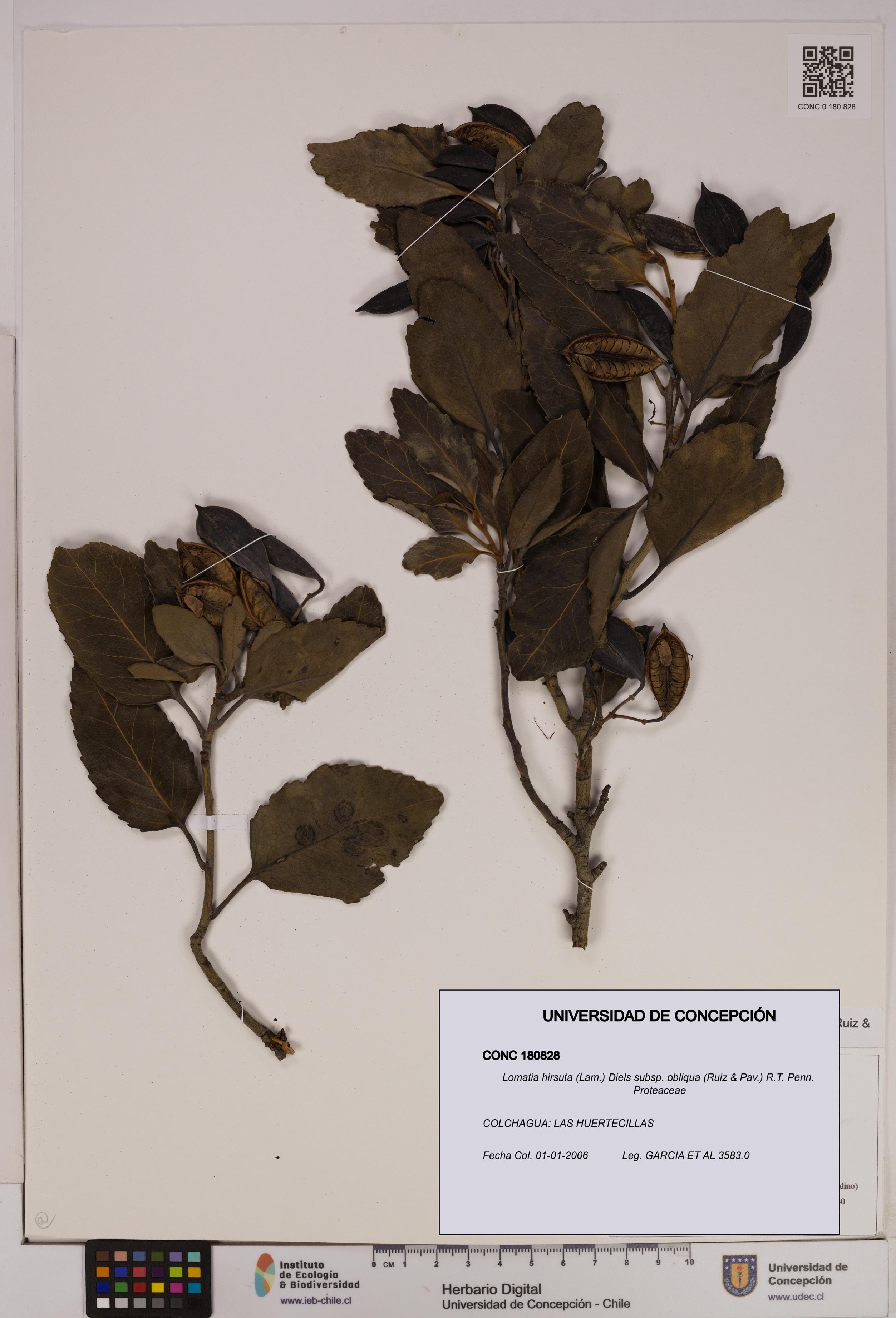 Lomatia hirsuta [Espécimen: UDEC:CONC:0180828]