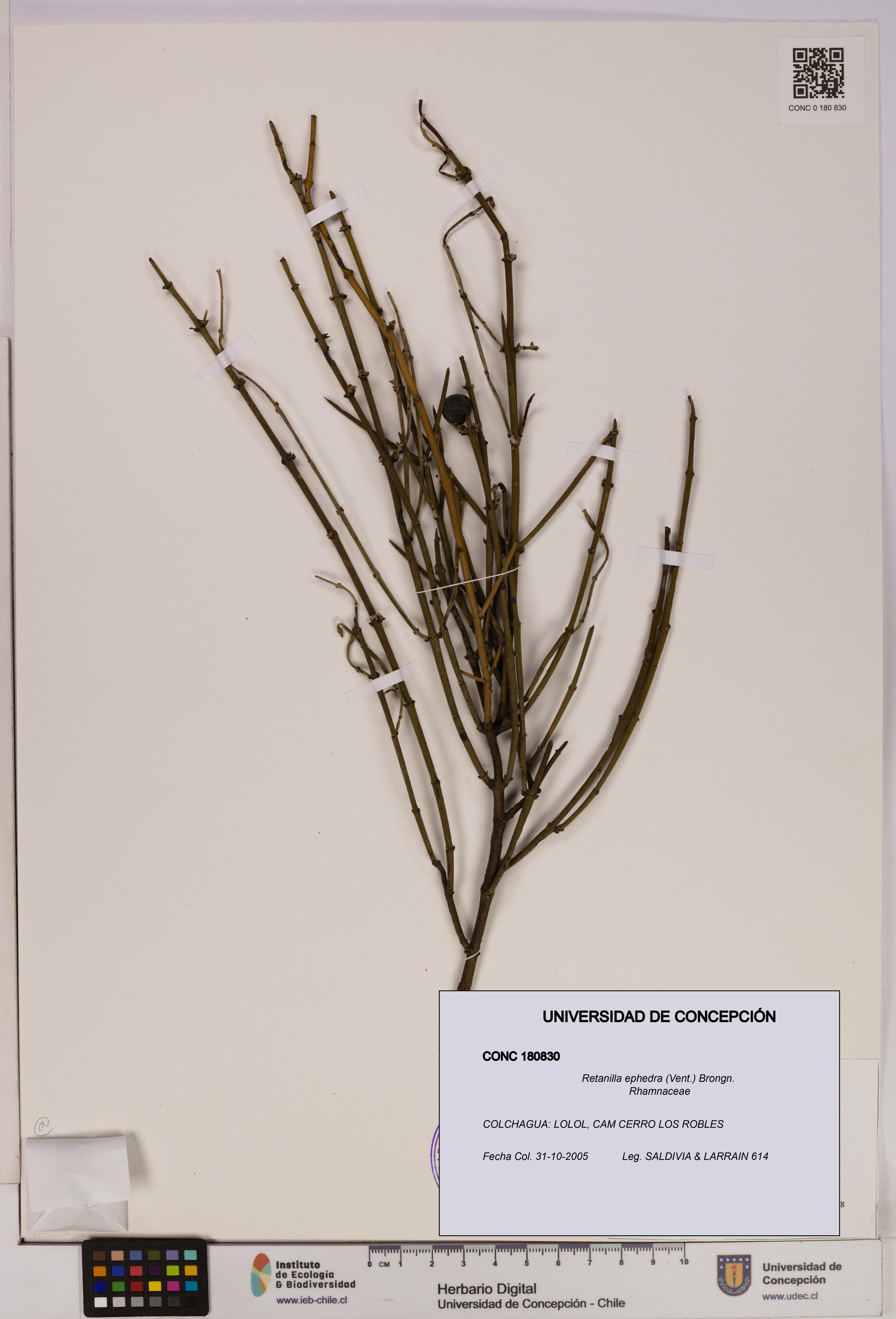 Retanilla ephedra [Espécimen: UDEC:CONC:0180830]