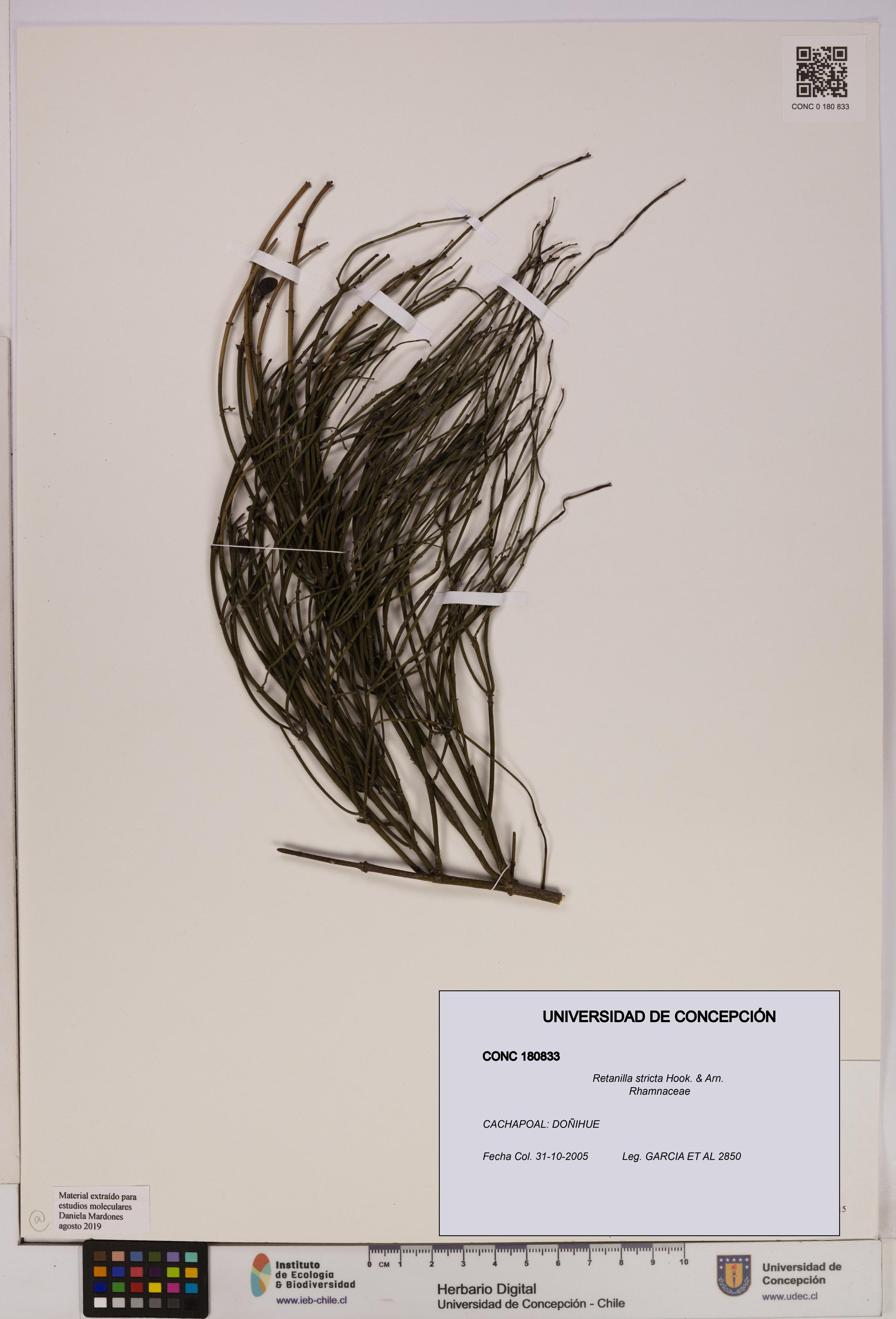 Retanilla stricta [Espécimen: UDEC:CONC:0180833]