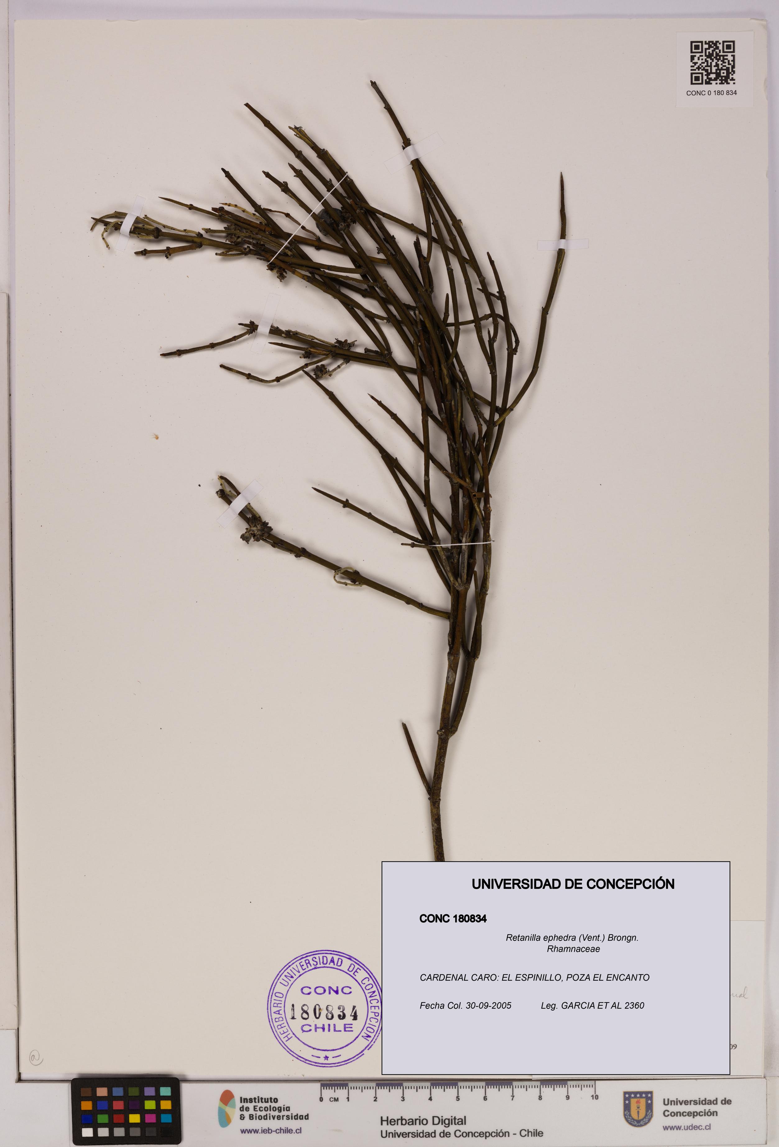 Retanilla ephedra [Espécimen: UDEC:CONC:0180834]