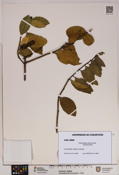 Ercilla spicata [Espécimen: UDEC:CONC:0180838]