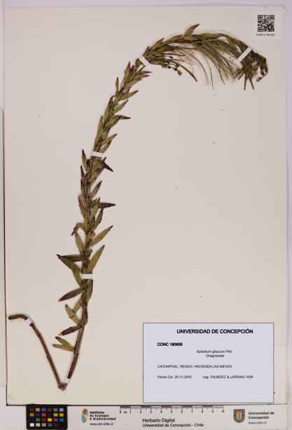 Epilobium glaucum [Espécimen: UDEC:CONC:0180855]