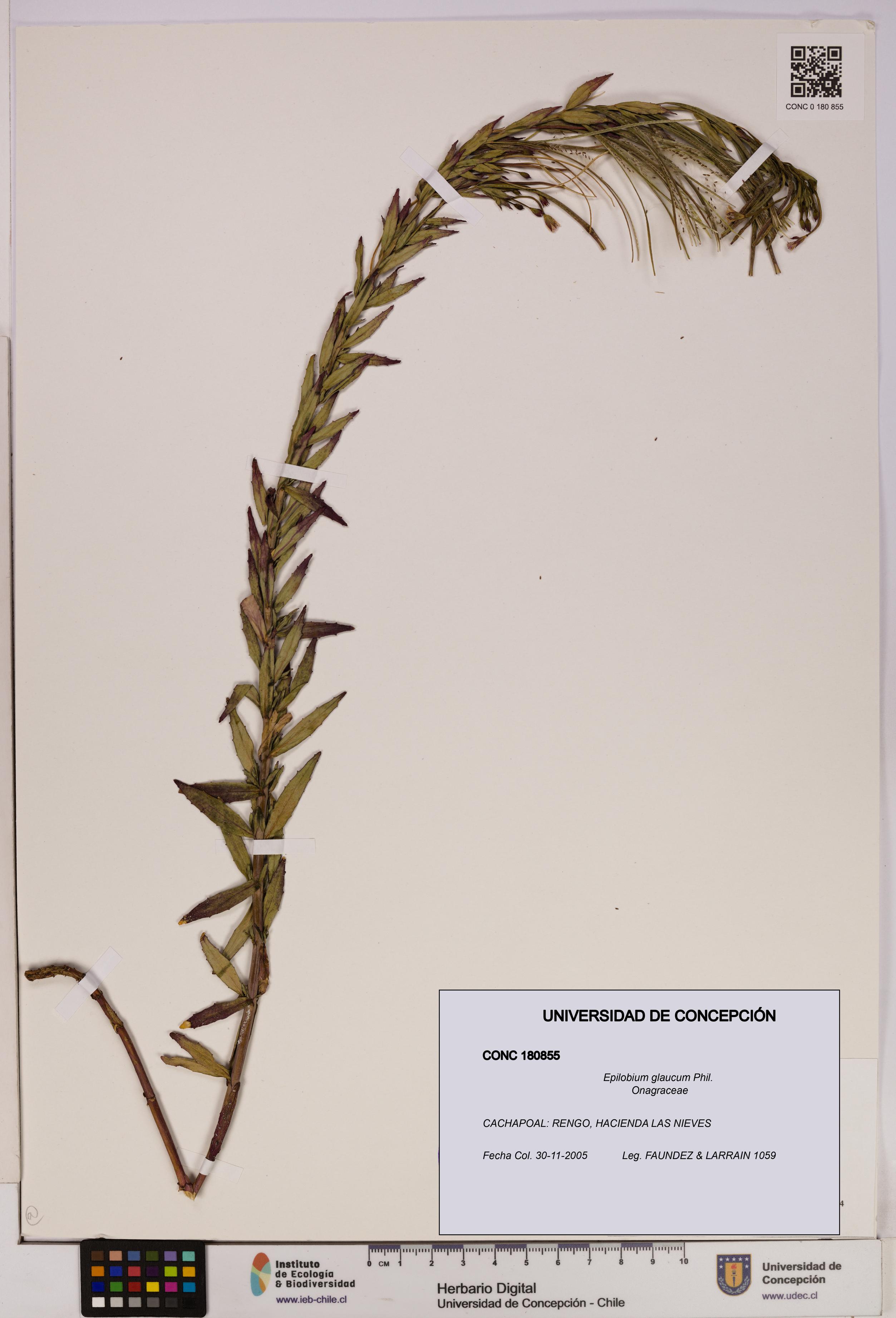 Epilobium glaucum [Espécimen: UDEC:CONC:0180855]