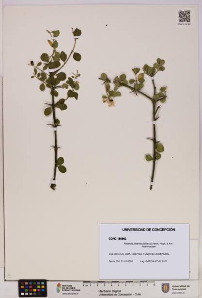 Retanilla trinervia [Espécimen: UDEC:CONC:0180862]