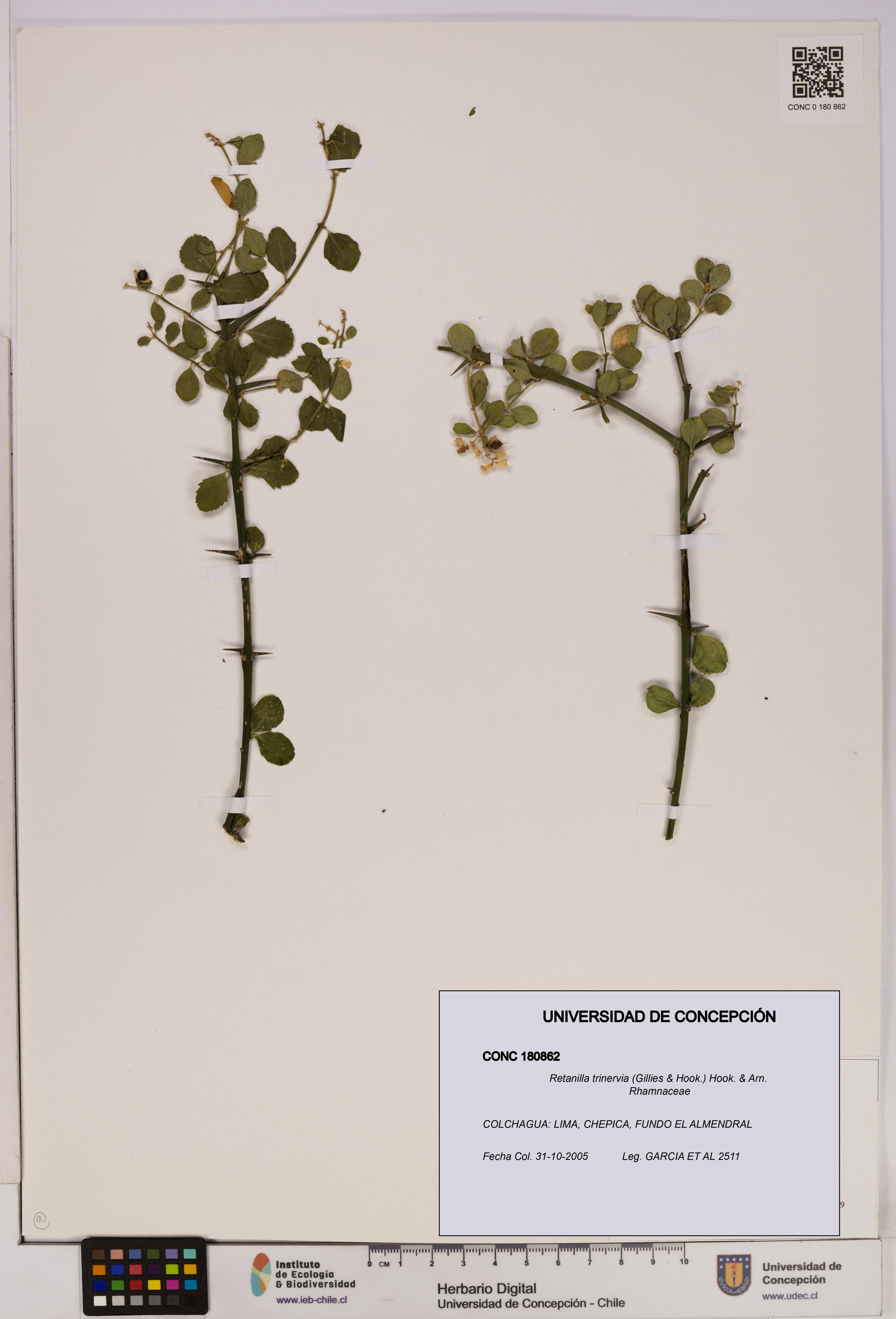 Retanilla trinervia [Espécimen: UDEC:CONC:0180862]