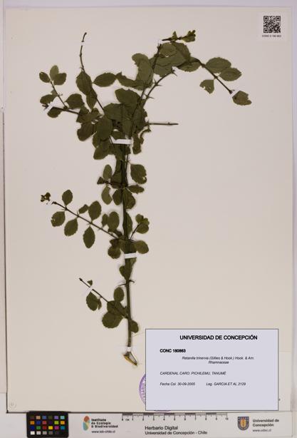 Retanilla trinervia [Espécimen: UDEC:CONC:0180863]