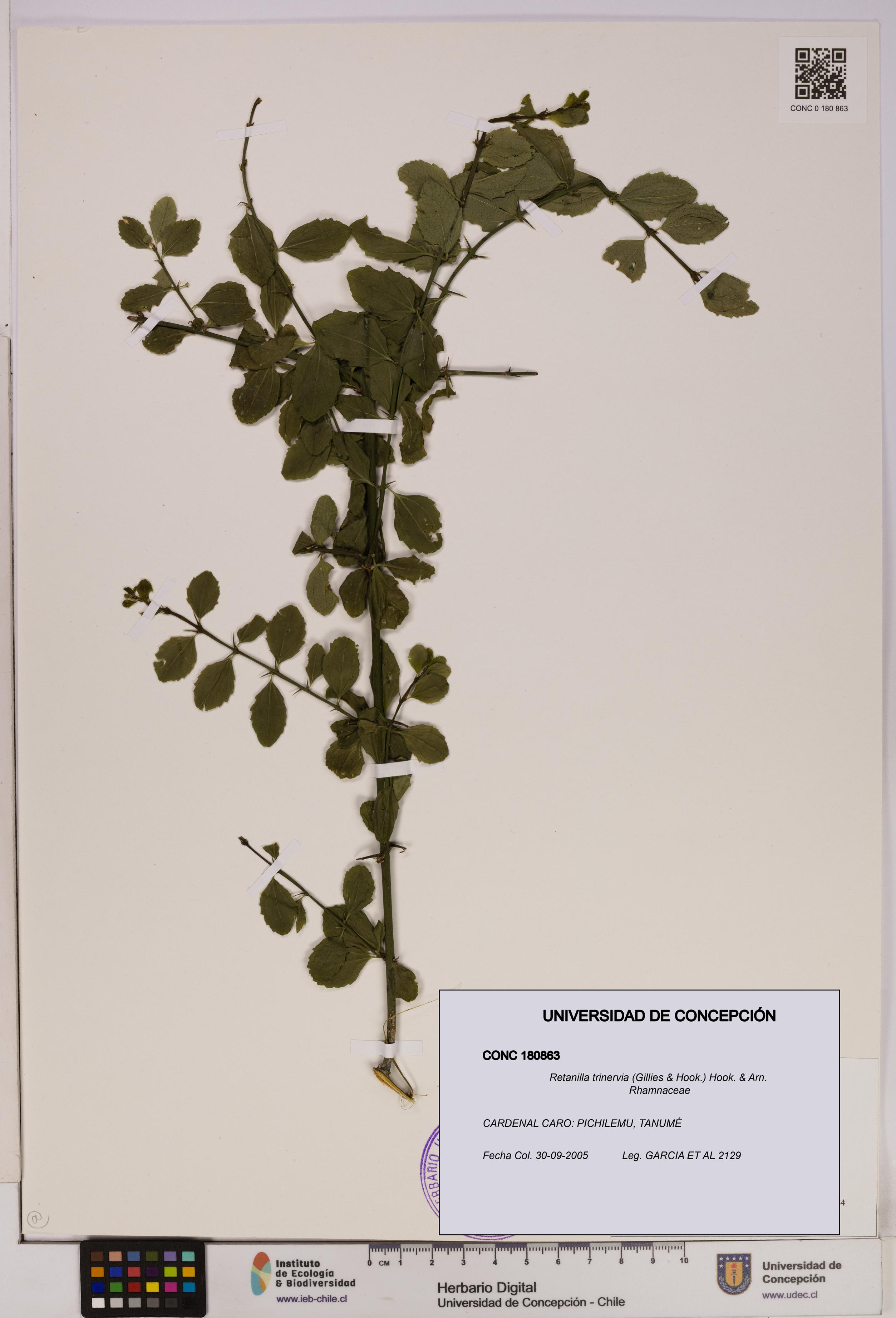 Retanilla trinervia [Espécimen: UDEC:CONC:0180863]