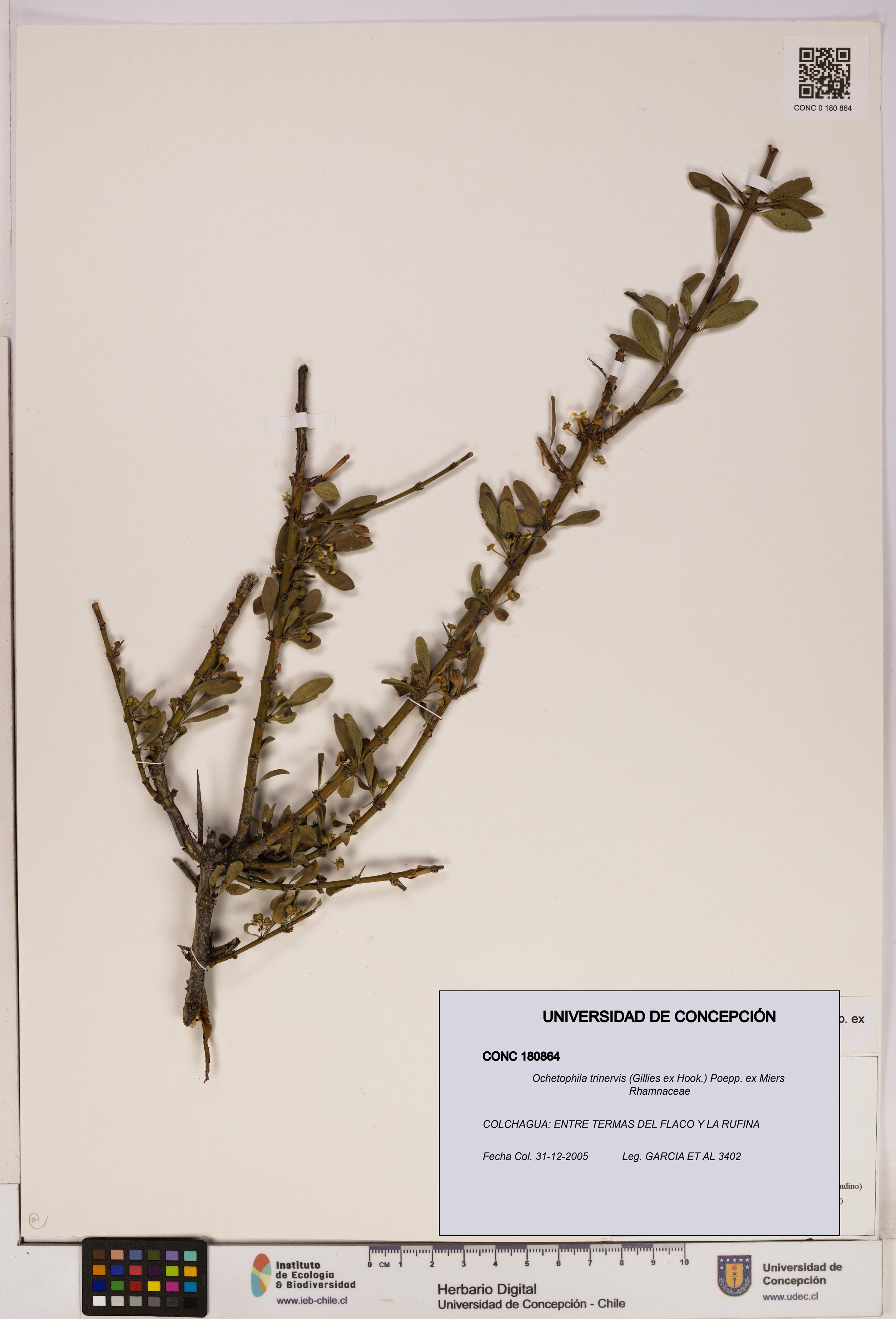 Ochetophila trinervis [Espécimen: UDEC:CONC:0180864]