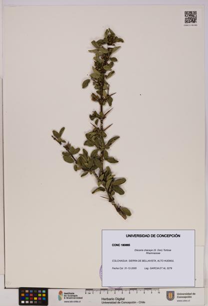 Discaria chacaye [Espécimen: UDEC:CONC:0180865]