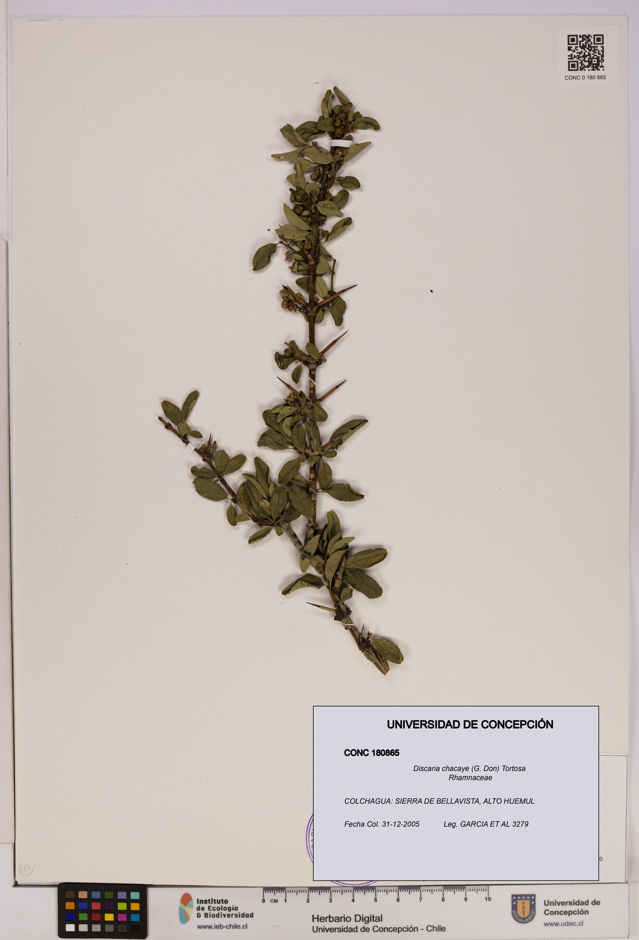 Discaria chacaye [Espécimen: UDEC:CONC:0180865]