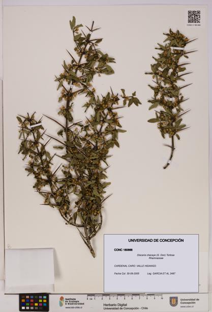 Discaria chacaye [Espécimen: UDEC:CONC:0180866]