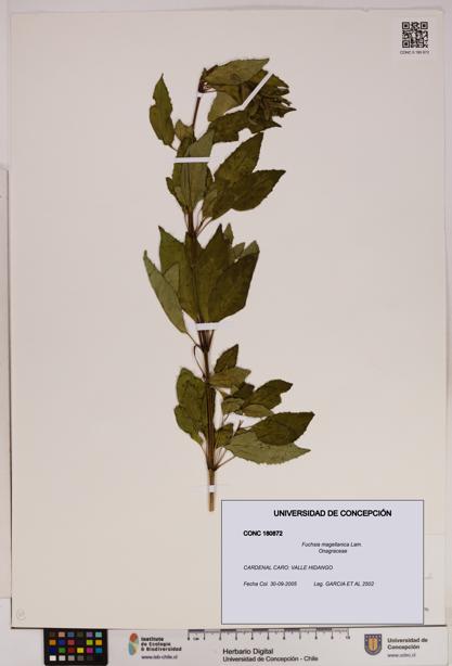 Fuchsia magellanica [Espécimen: UDEC:CONC:0180872]
