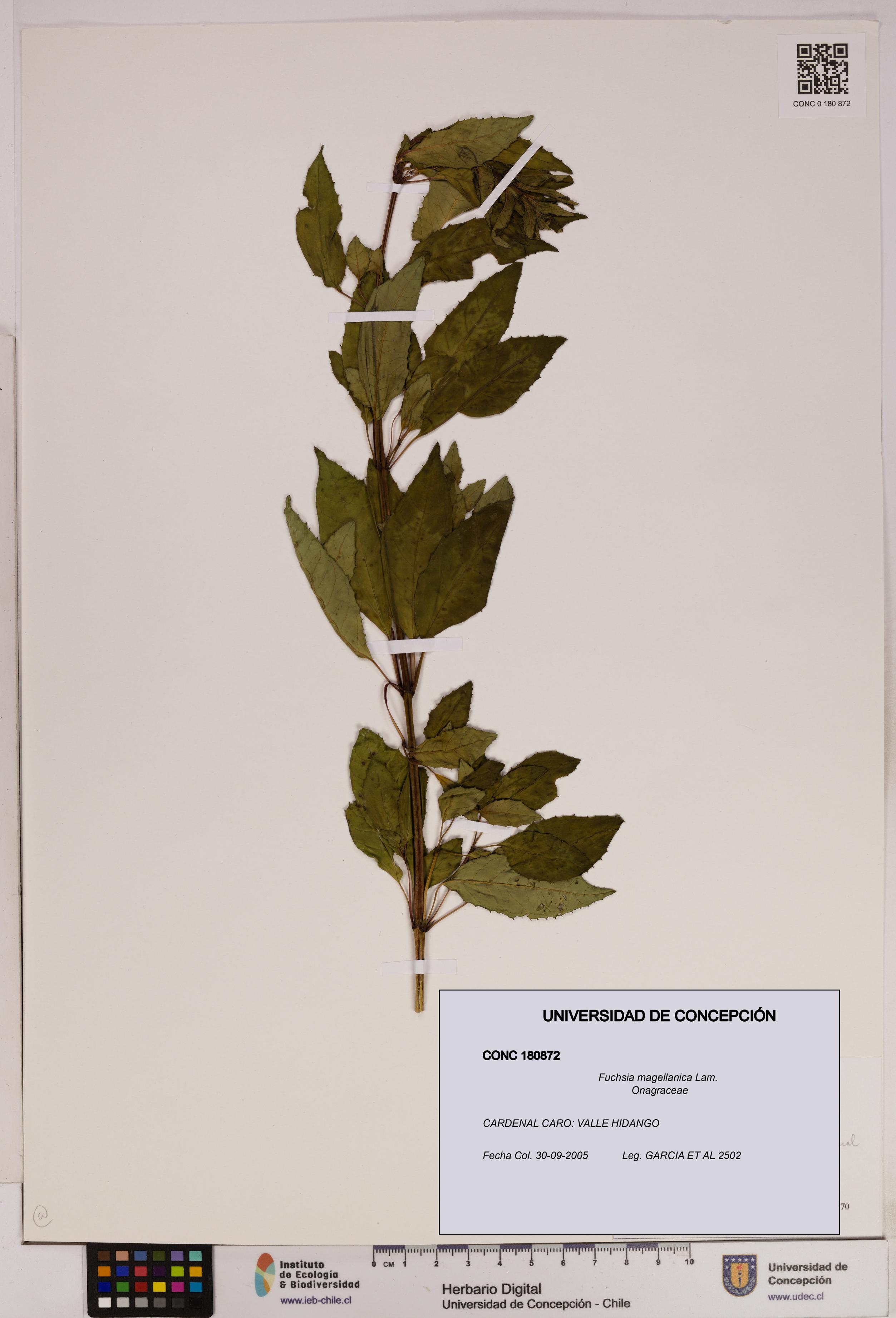 Fuchsia magellanica [Espécimen: UDEC:CONC:0180872]