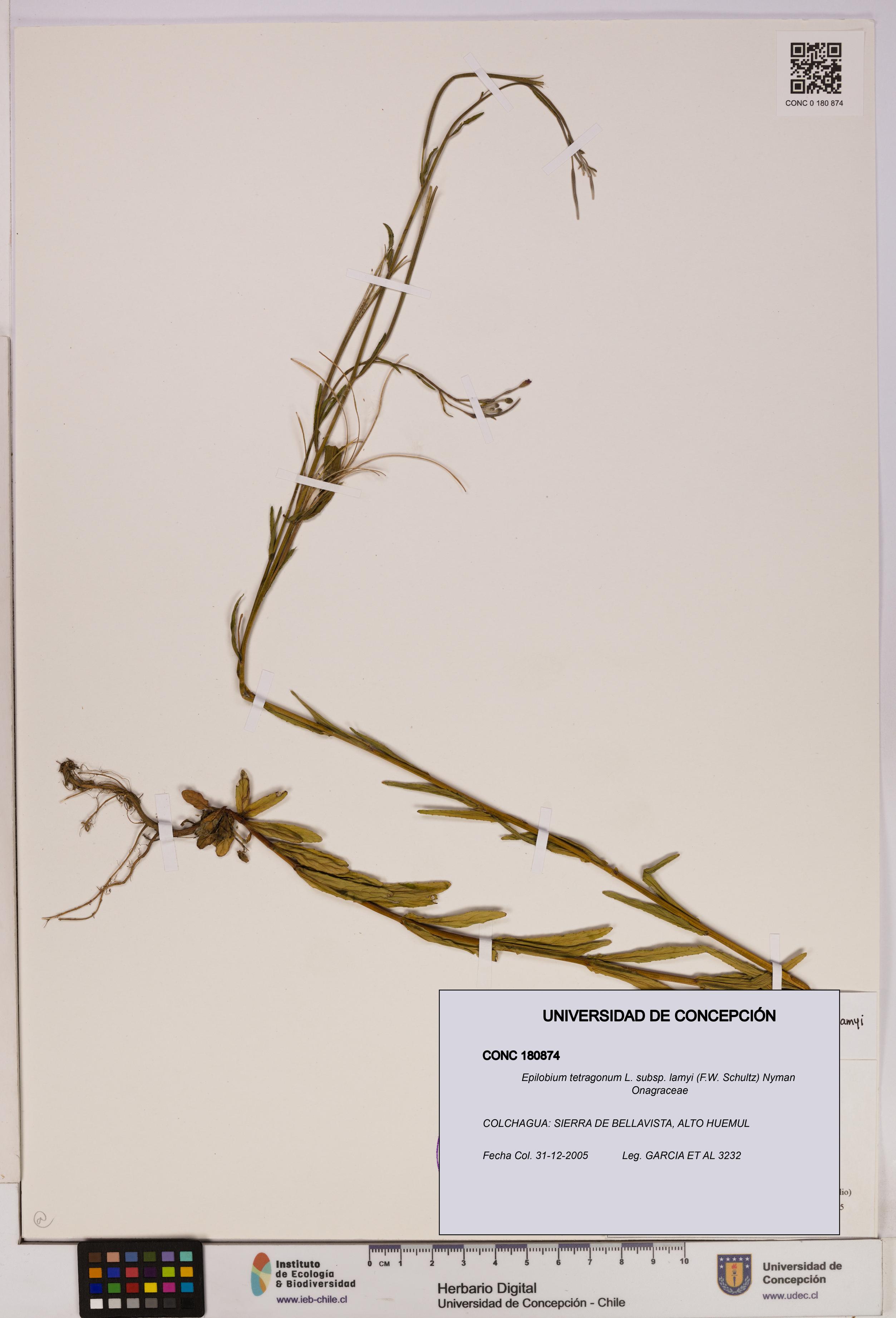 Epilobium tetragonum [Espécimen: UDEC:CONC:0180874]