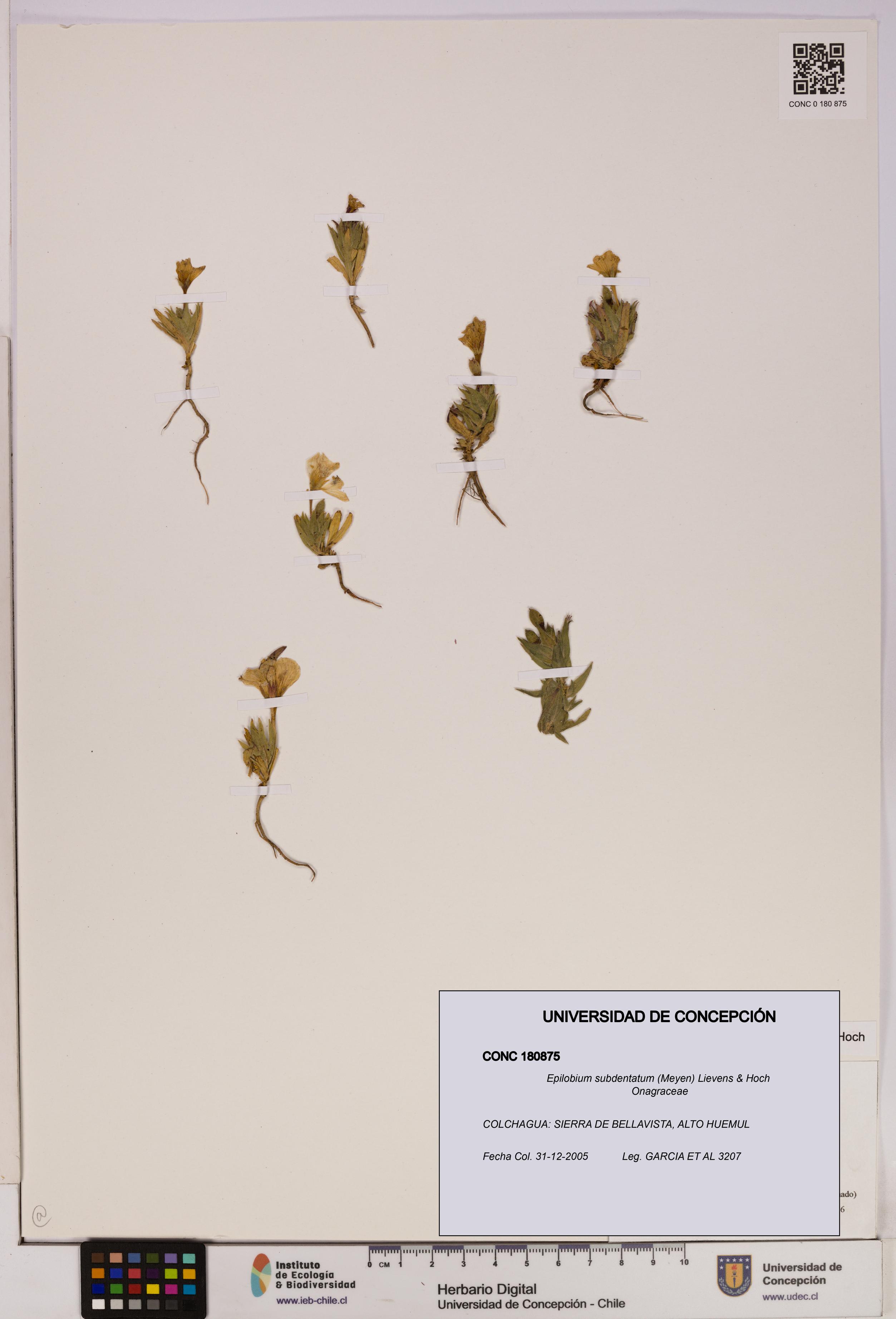 Epilobium subdentatum [Espécimen: UDEC:CONC:0180875]