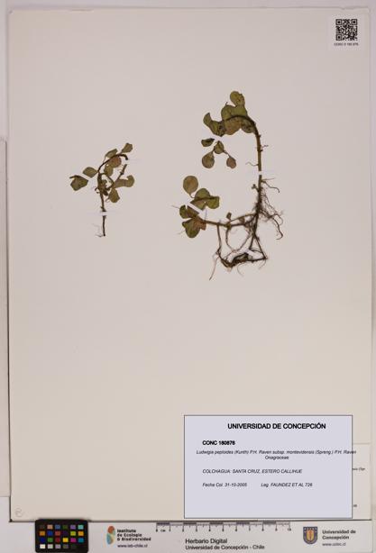Ludwigia peploides [Espécimen: UDEC:CONC:0180876]