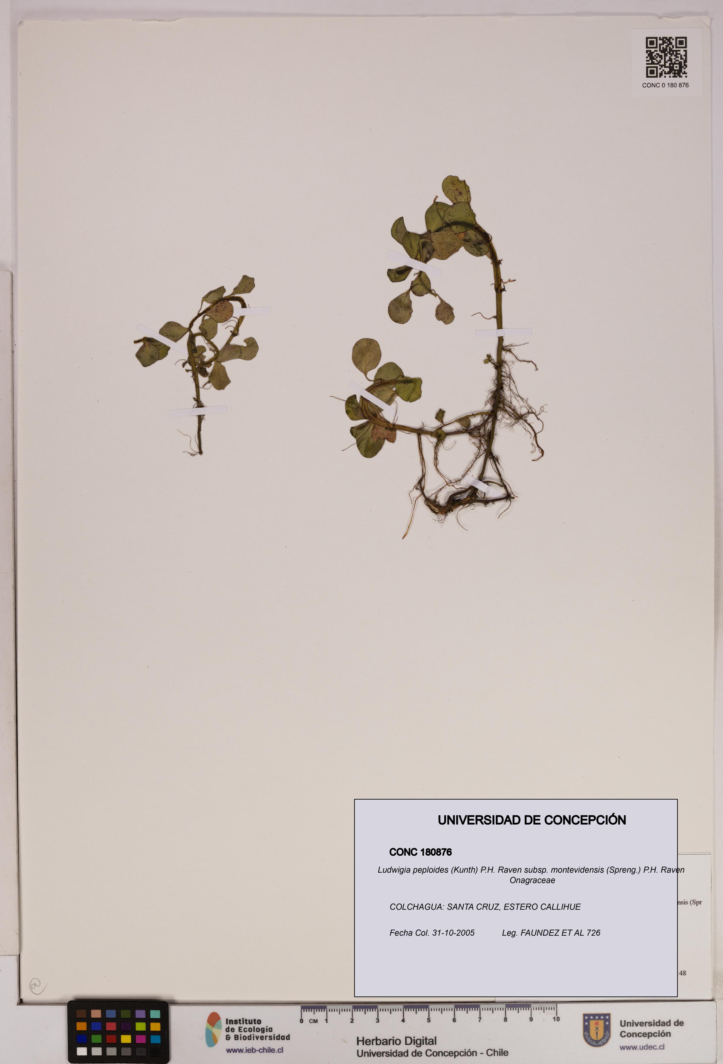 Ludwigia peploides [Espécimen: UDEC:CONC:0180876]