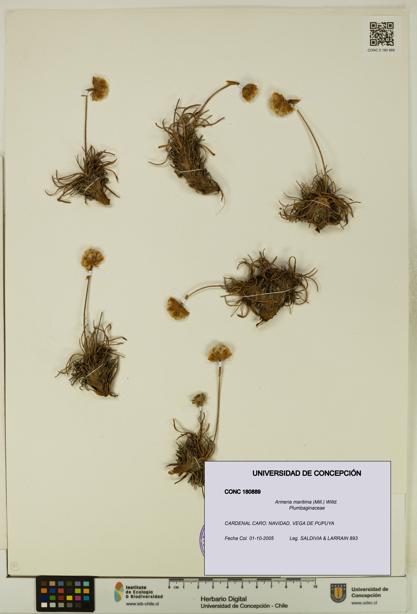 Armeria maritima [Espécimen: UDEC:CONC:0180889]