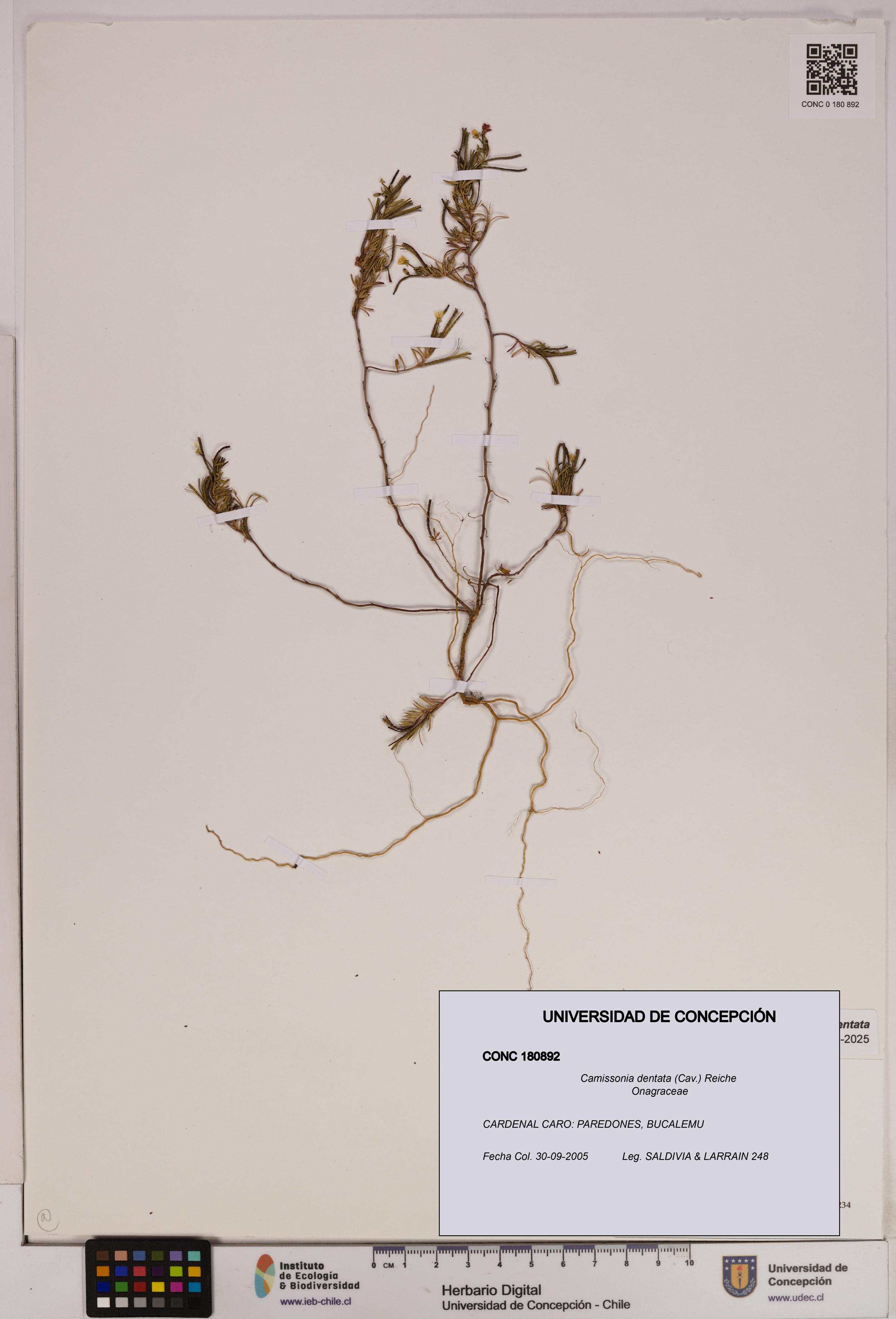 Camissonia dentata [Espécimen: UDEC:CONC:0180892]