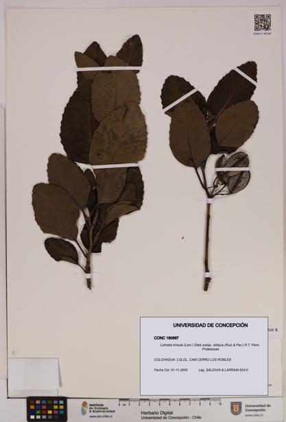 Lomatia hirsuta [Espécimen: UDEC:CONC:0180897]