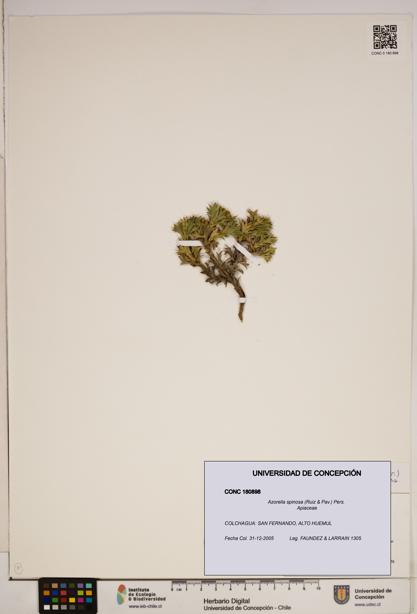 Azorella spinosa [Espécimen: ]