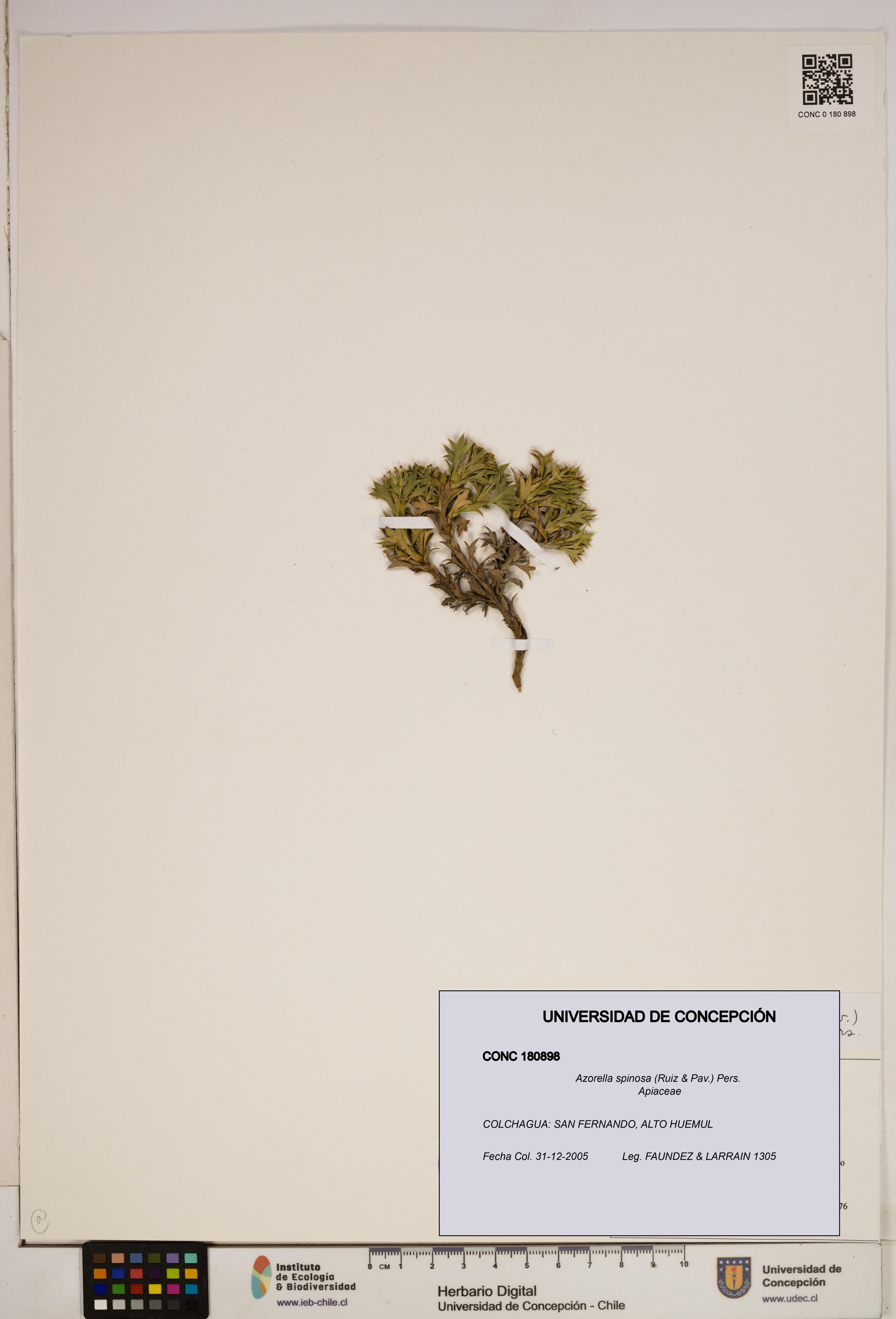 Azorella spinosa [Espécimen: ]