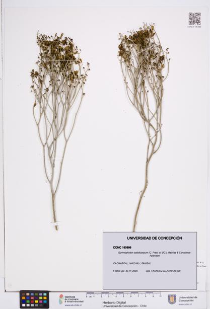 Gymnophyton isatidicarpum [Espécimen: ]