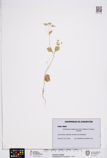 Homalocarpus integerrimus [Espécimen: ]