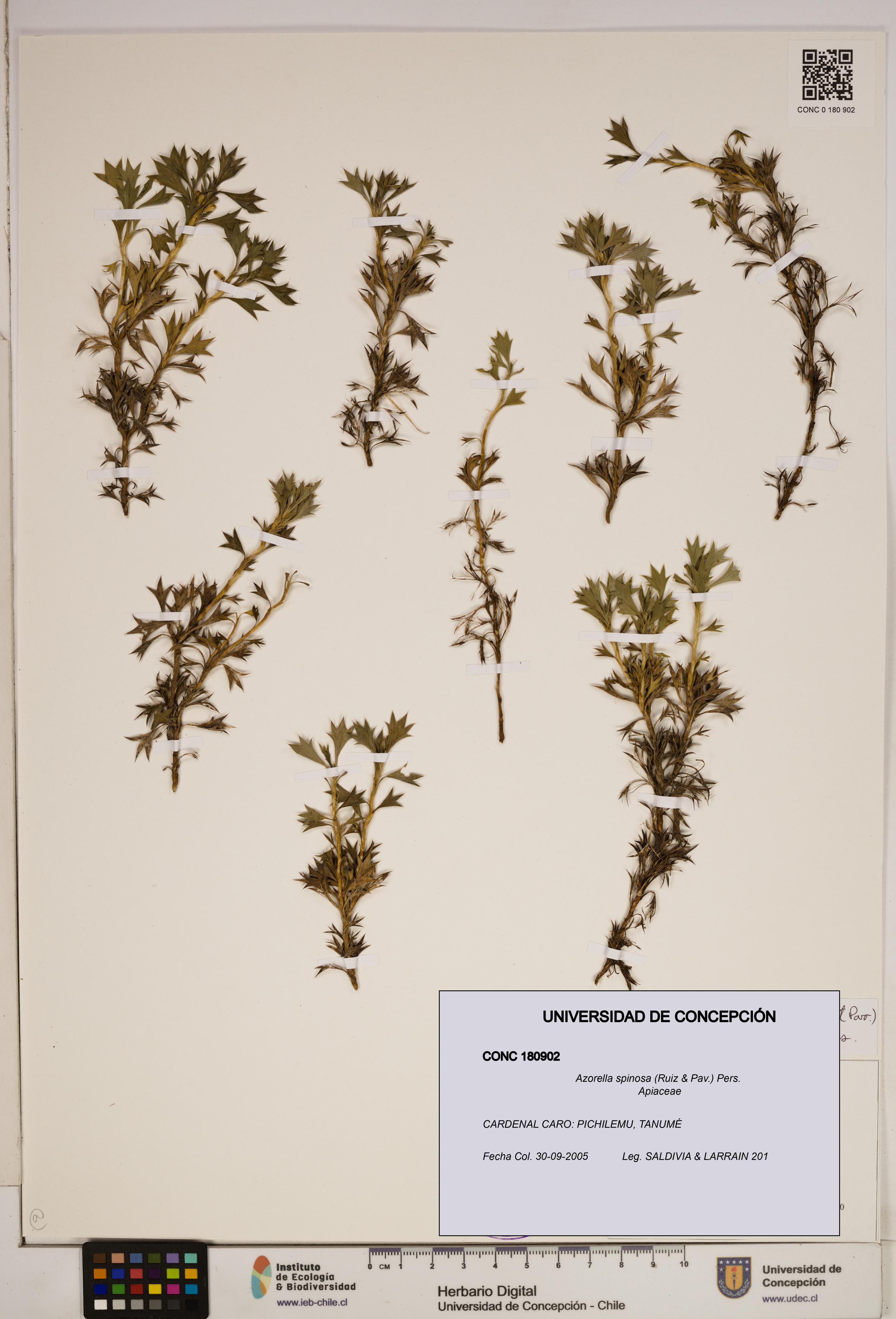 Azorella spinosa [Espécimen: ]