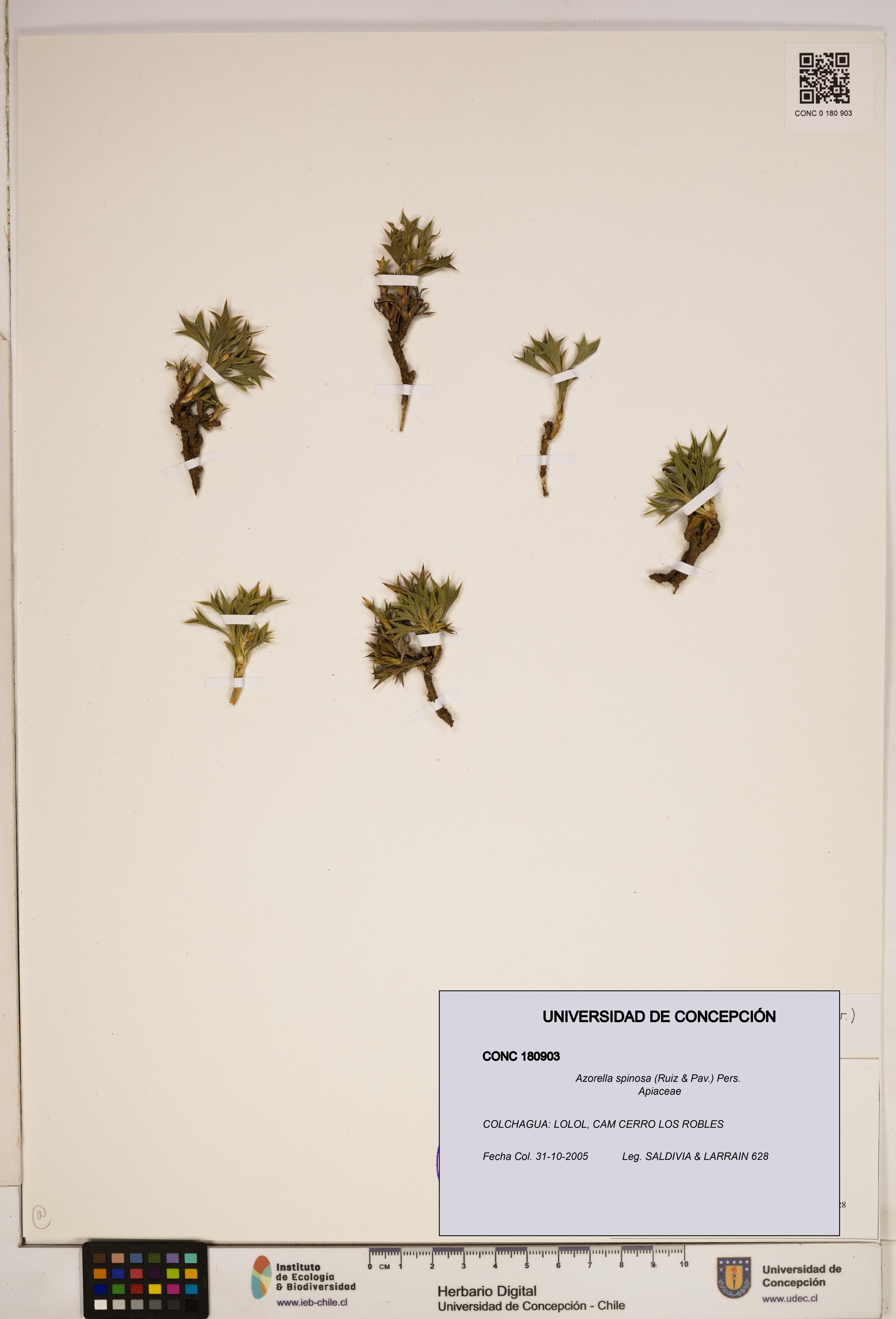Azorella spinosa [Espécimen: ]