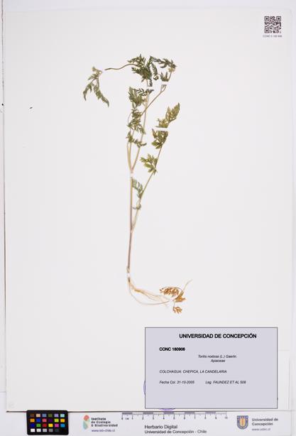 Torilis nodosa [Espécimen: ]