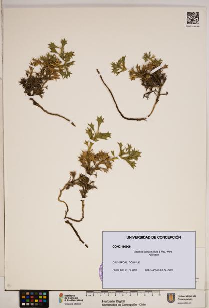 Azorella spinosa [Espécimen: ]