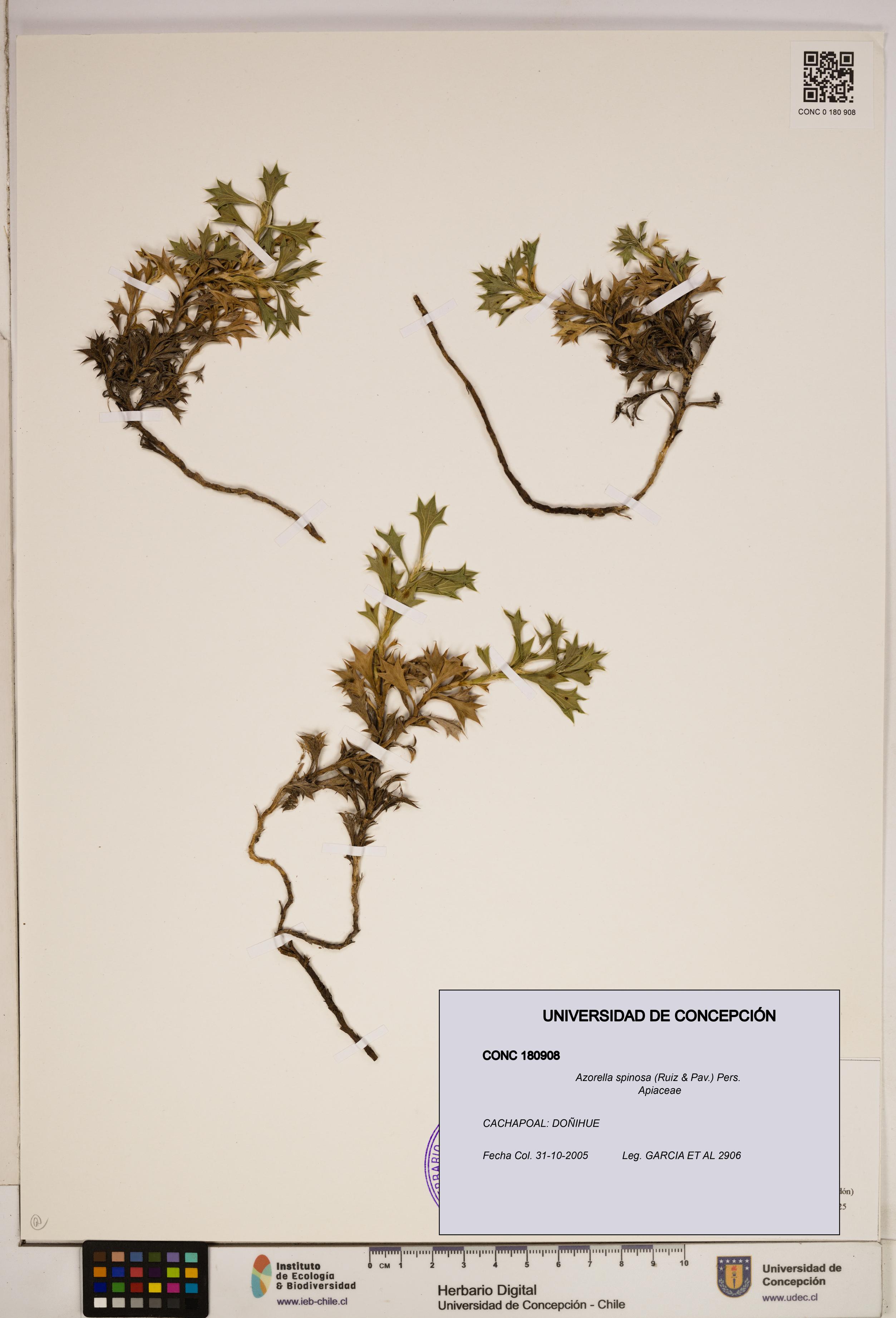 Azorella spinosa [Espécimen: ]