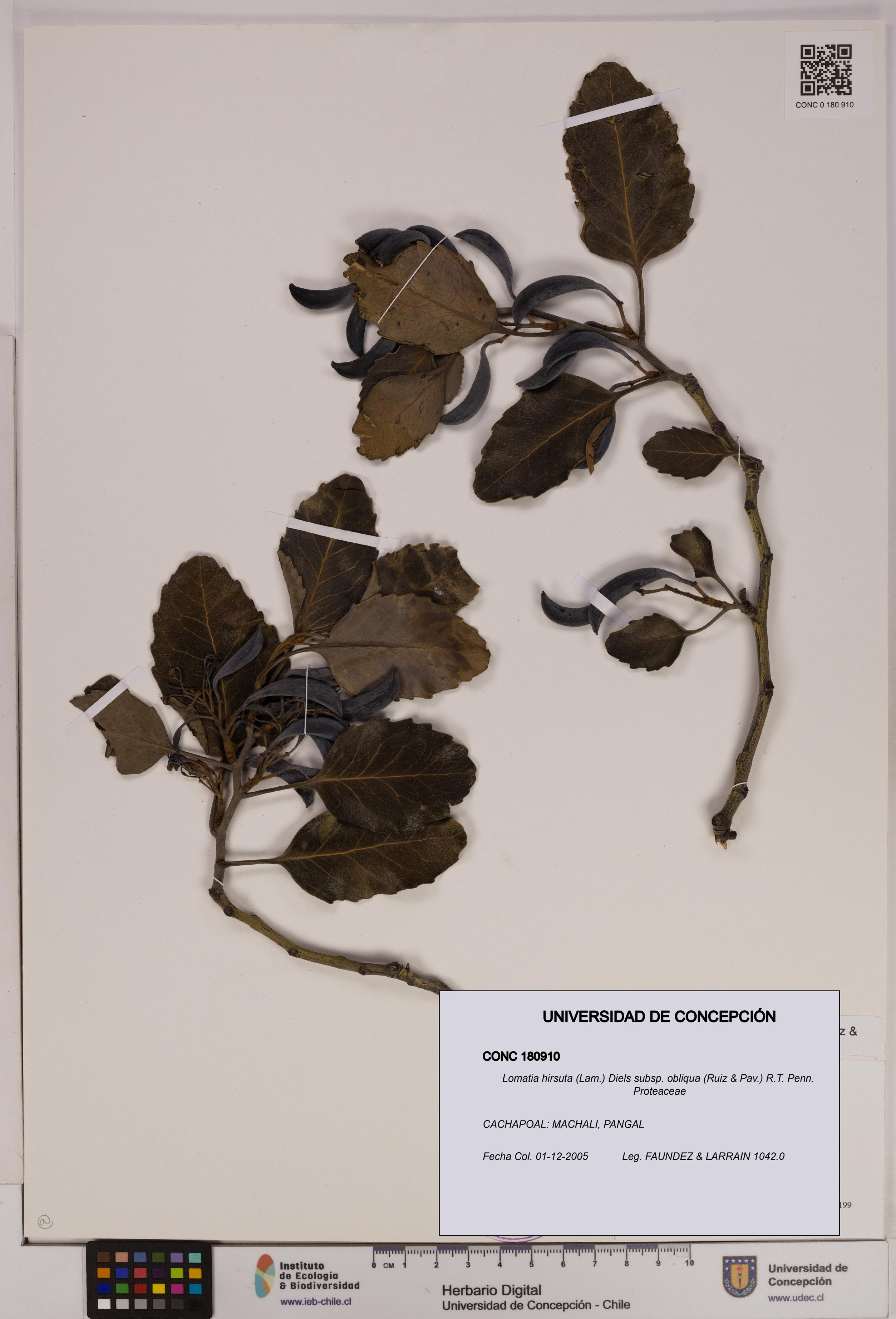 Lomatia hirsuta [Espécimen: UDEC:CONC:0180910]