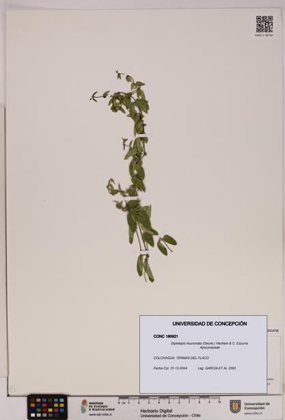 Diplolepis mucronata [Espécimen: UDEC:CONC:0180921]