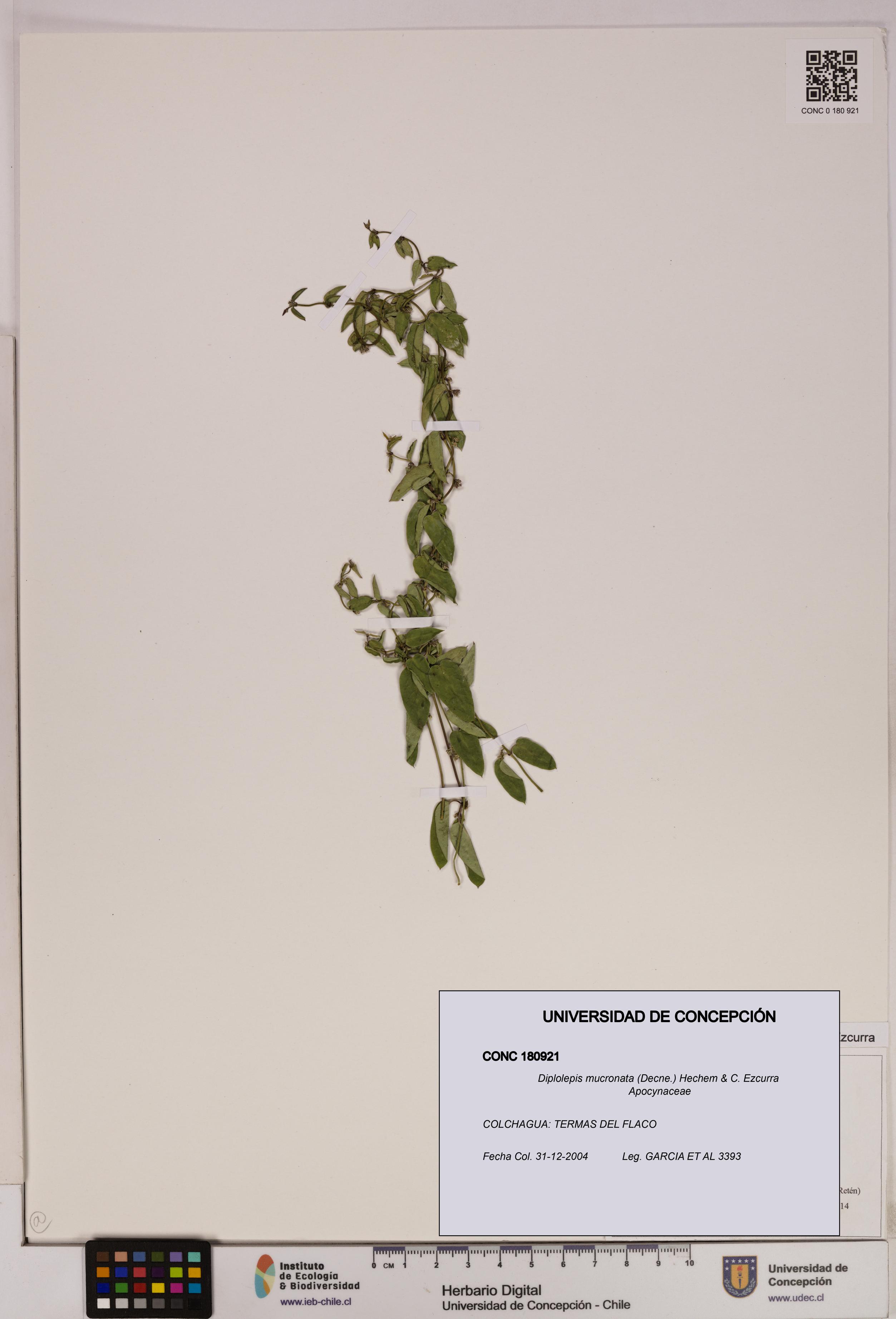 Diplolepis mucronata [Espécimen: UDEC:CONC:0180921]