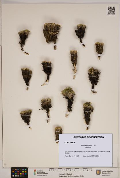 Azorella monantha [Espécimen: ]