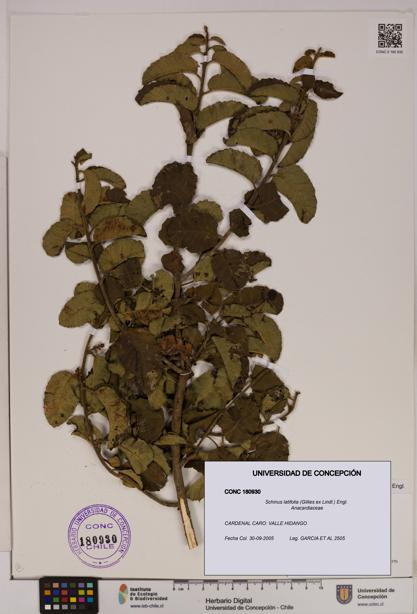 Schinus latifolia [Espécimen: UDEC:CONC:0180930]