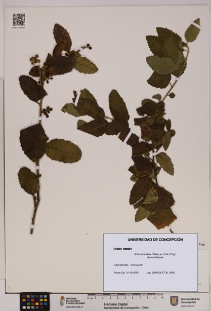Schinus latifolia [Espécimen: UDEC:CONC:0180931]