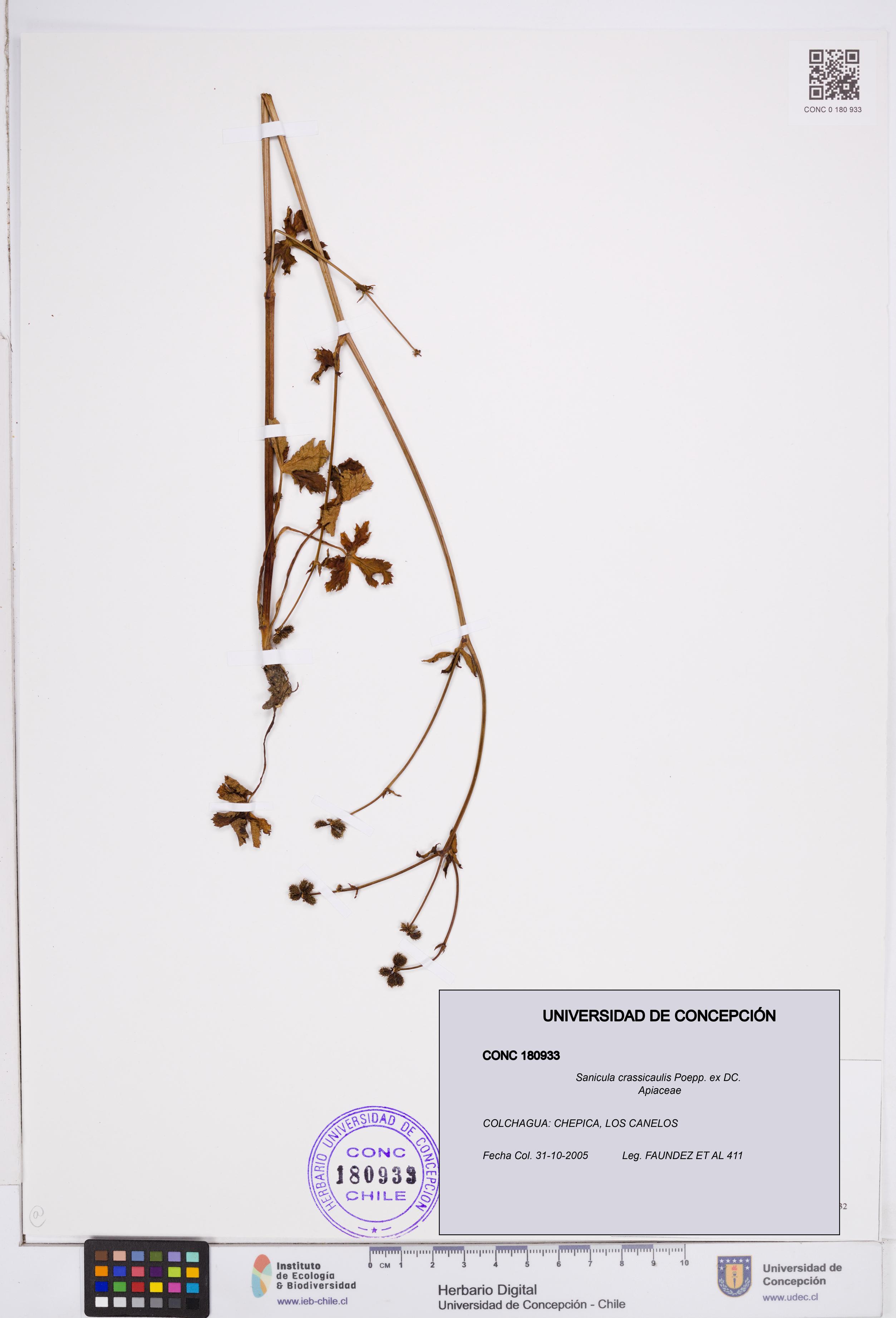 Sanicula crassicaulis [Espécimen: ]