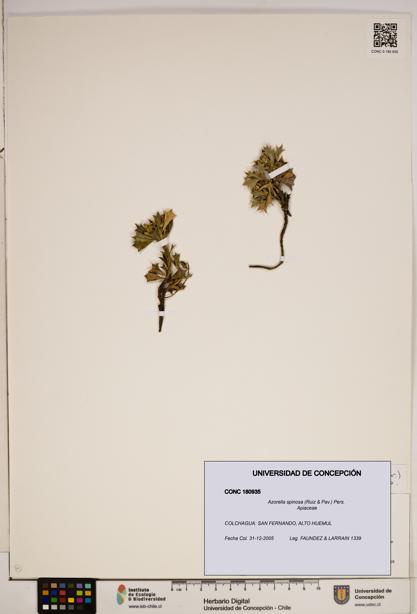 Azorella spinosa [Espécimen: ]