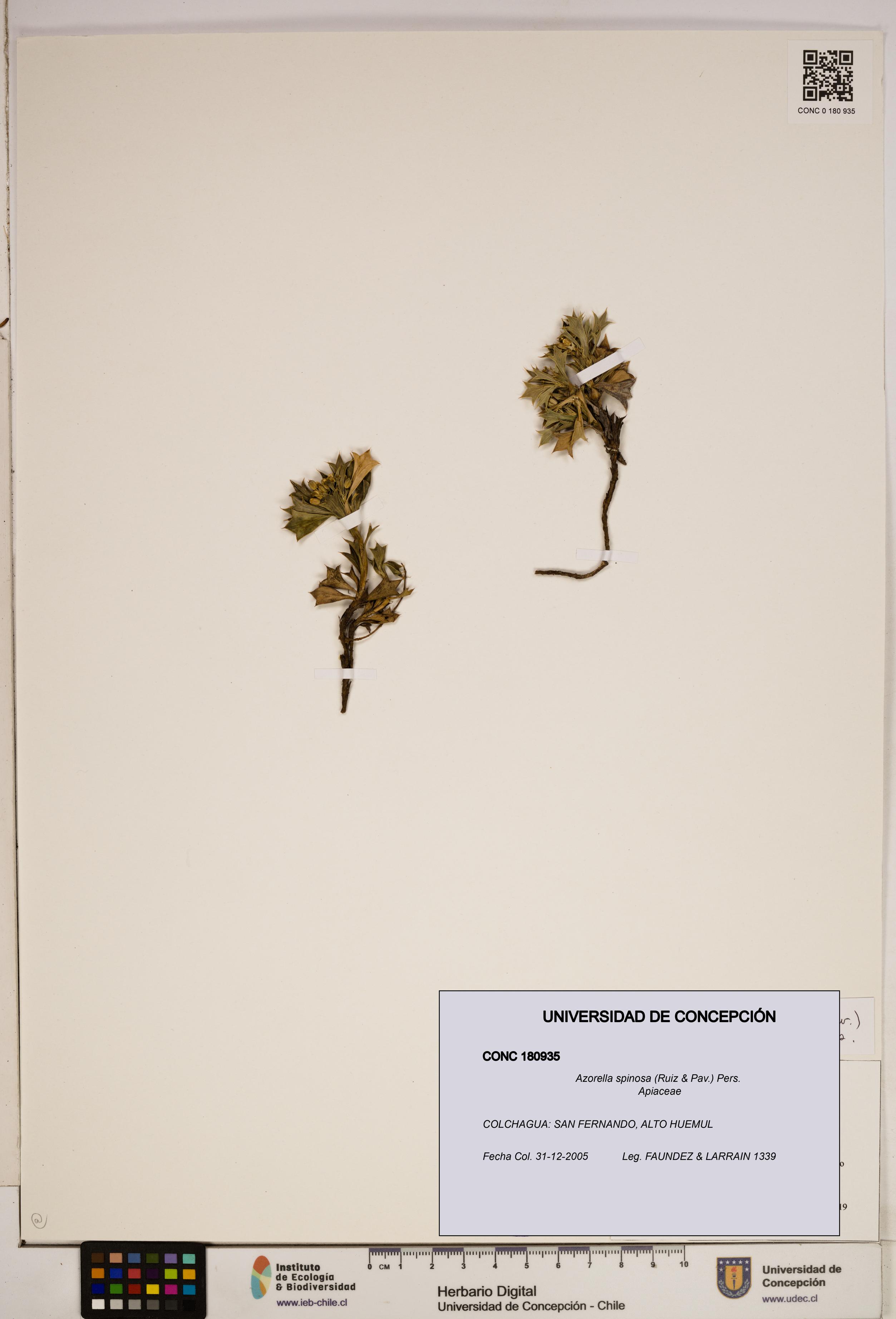 Azorella spinosa [Espécimen: ]