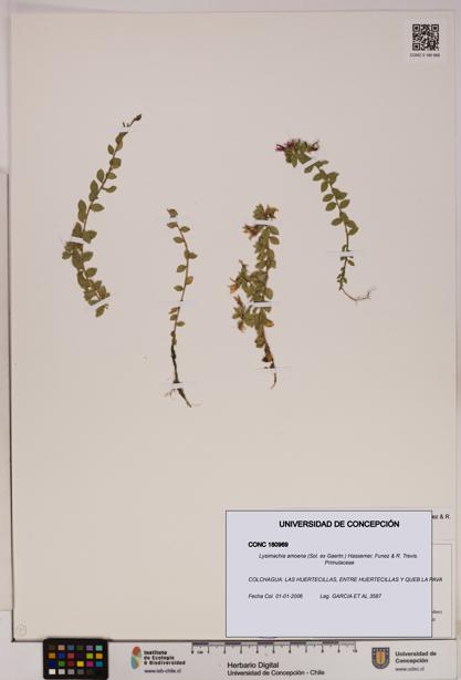Lysimachia amoena [Espécimen: UDEC:CONC:0180969]