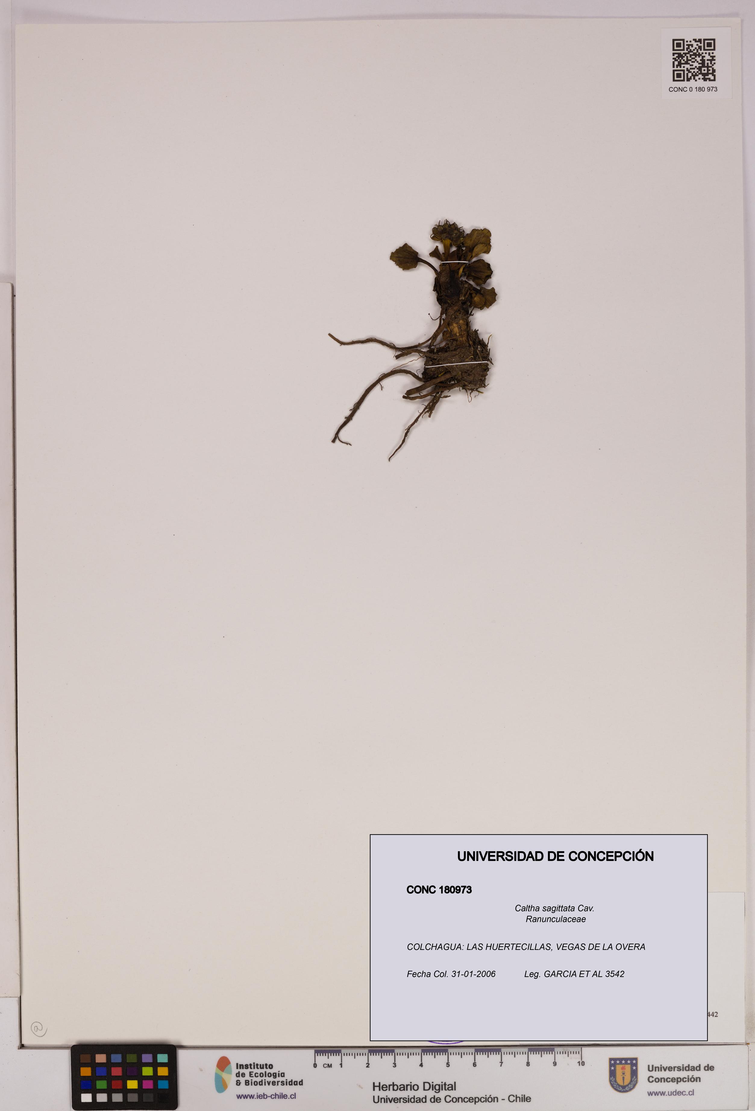 Caltha sagittata [Espécimen: UDEC:CONC:0180973]