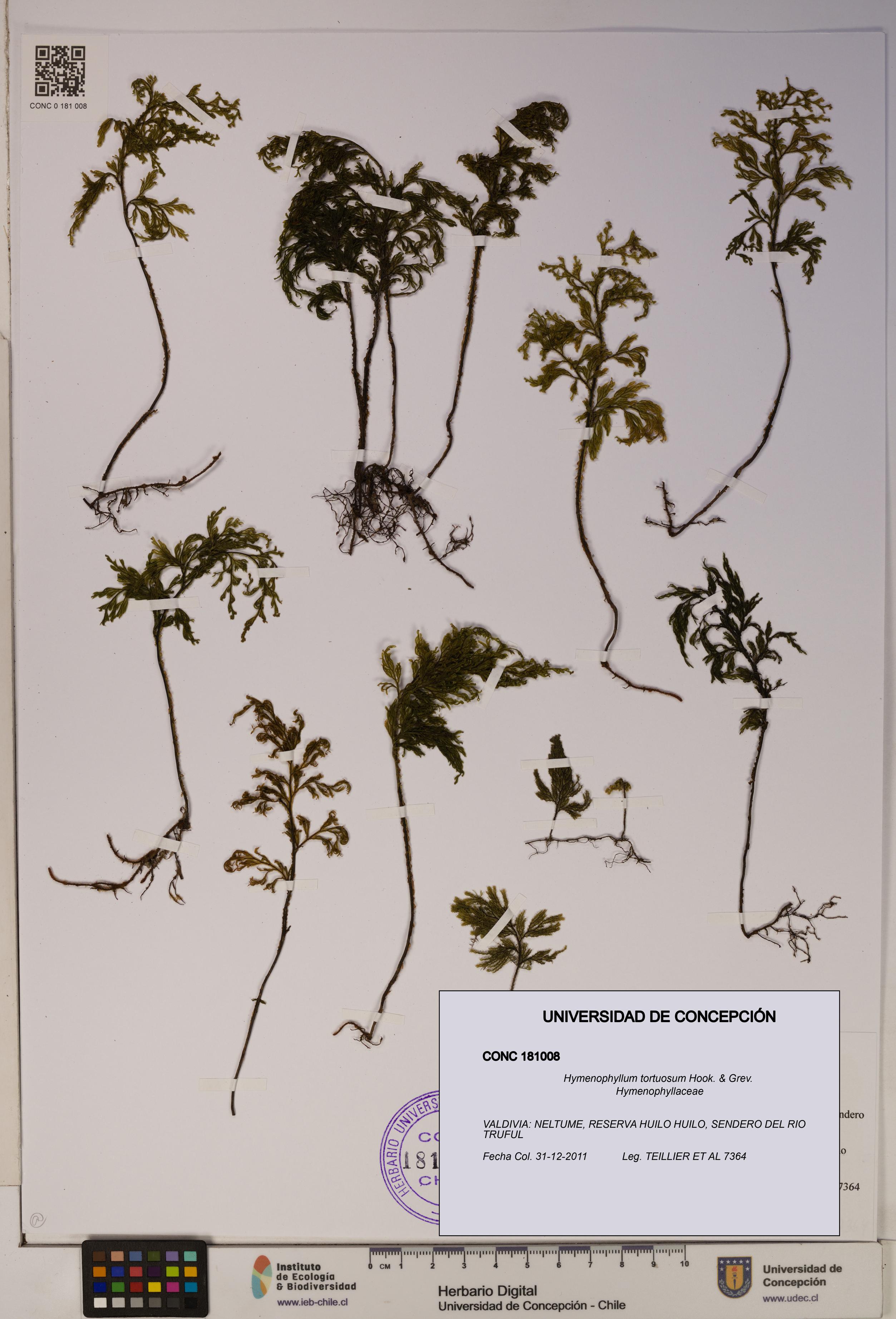 Hymenophyllum tortuosum [Espécimen: ]
