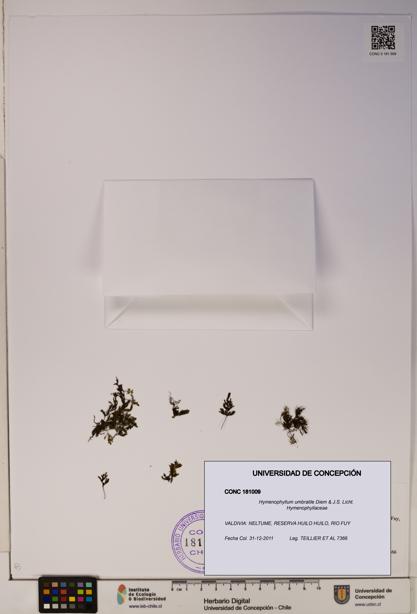 Hymenophyllum umbratile [Espécimen: ]